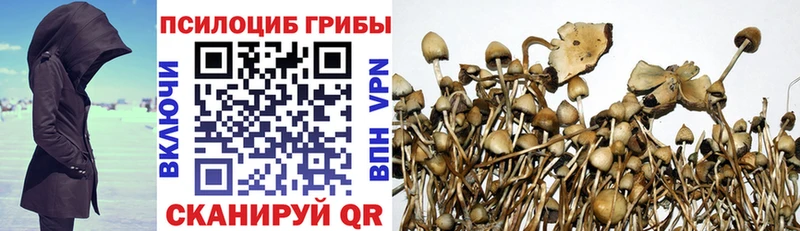 Псилоцибиновые грибы Psilocybe  продажа наркотиков  Малая Вишера 